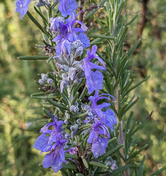 Rosmarinus 'Mrs. Reed's Dark Blue'