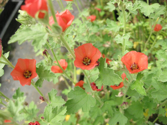 *RETAIL - Sphaeralcea 'Newleaze Coral'