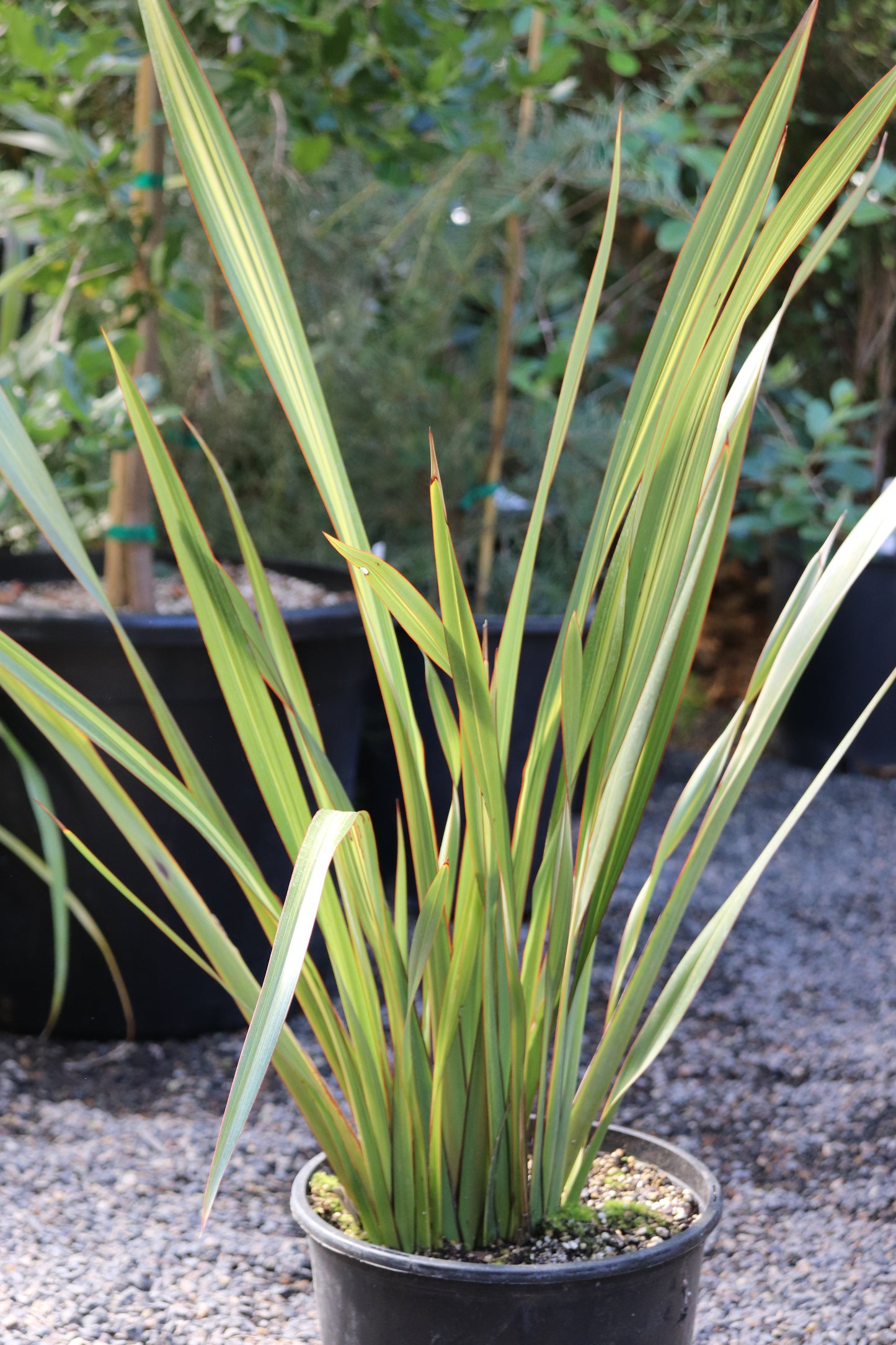 *RETAIL - Phormium 'Apricot Queen'