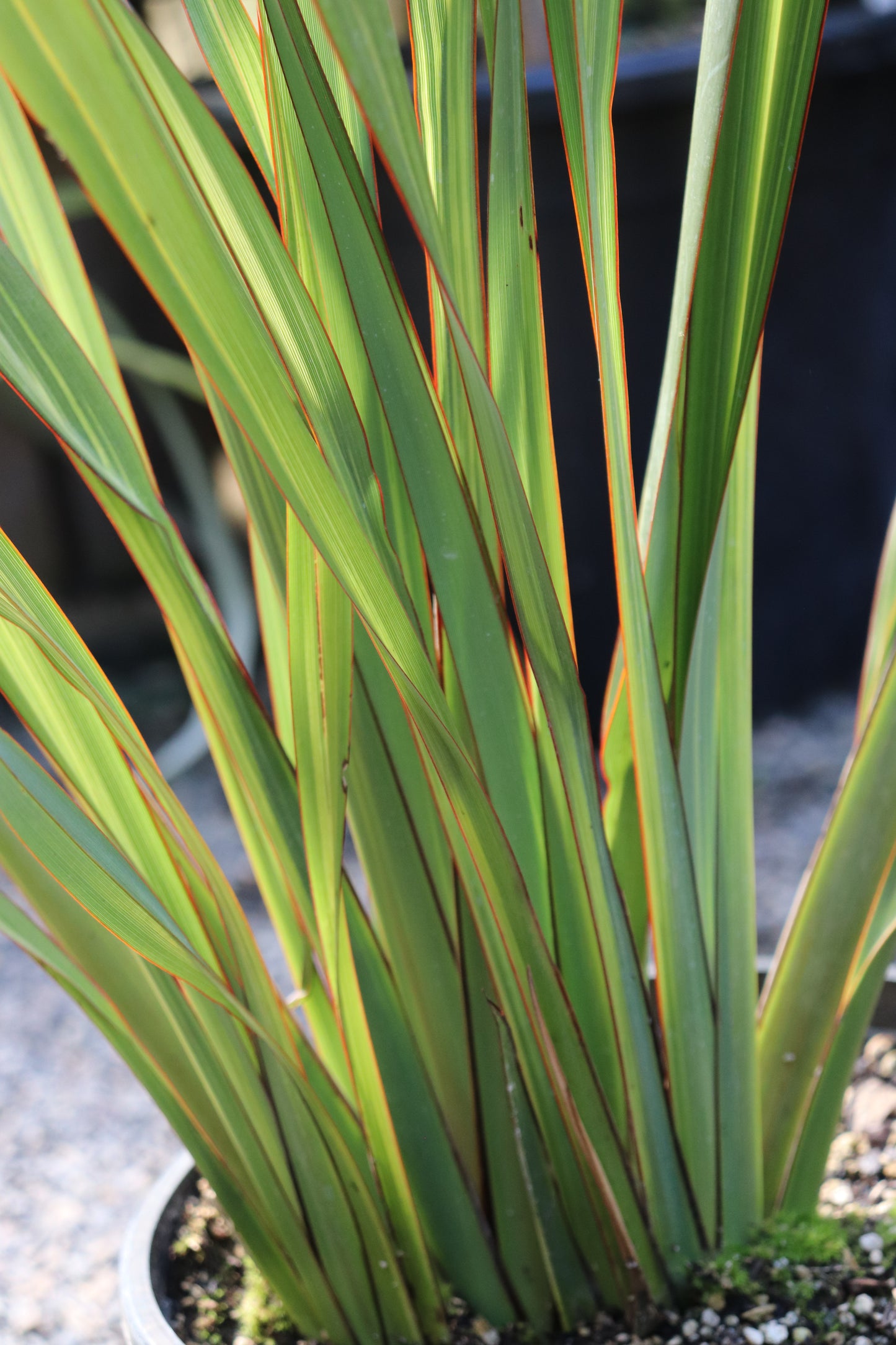 *RETAIL - Phormium 'Apricot Queen'