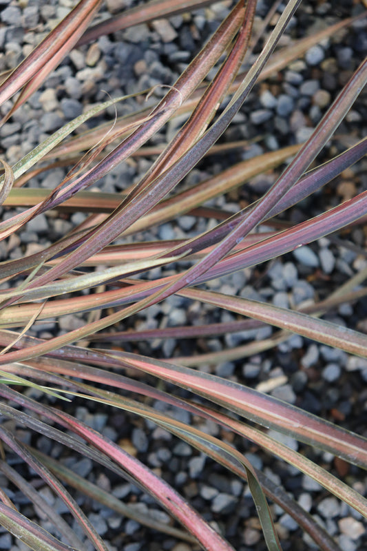 *RETAIL - Phormium 'Pink Panther'