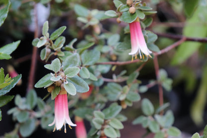 *RETAIL - Correa 'Strawberries and Cream'