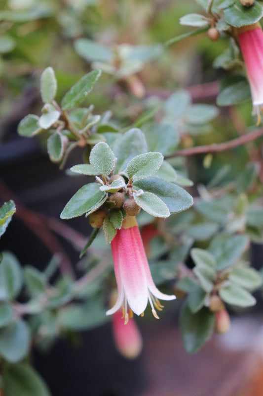 *RETAIL - Correa 'Strawberries and Cream'