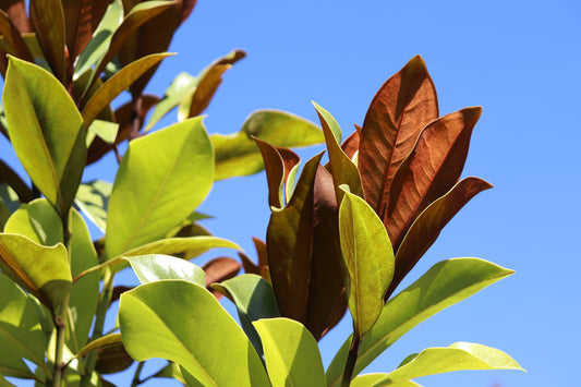 *RETAIL - Magnolia grandiflora 'D.D. Blanchard'