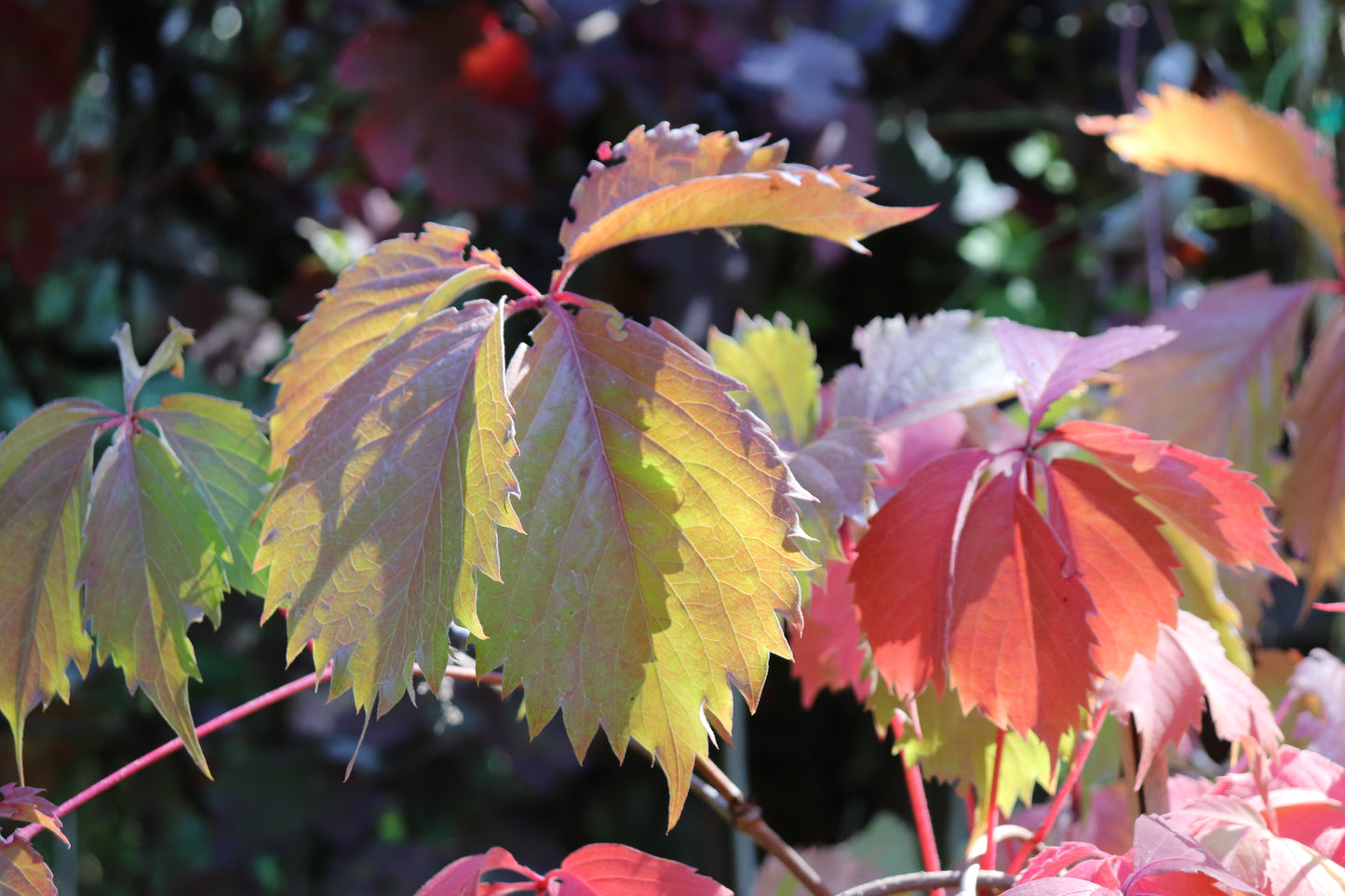 *RETAIL - Parthenocissus vitacea