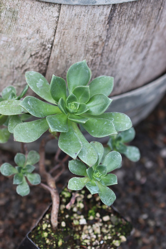 *RETAIL - Aeonium haworthii 'Pinwheel'