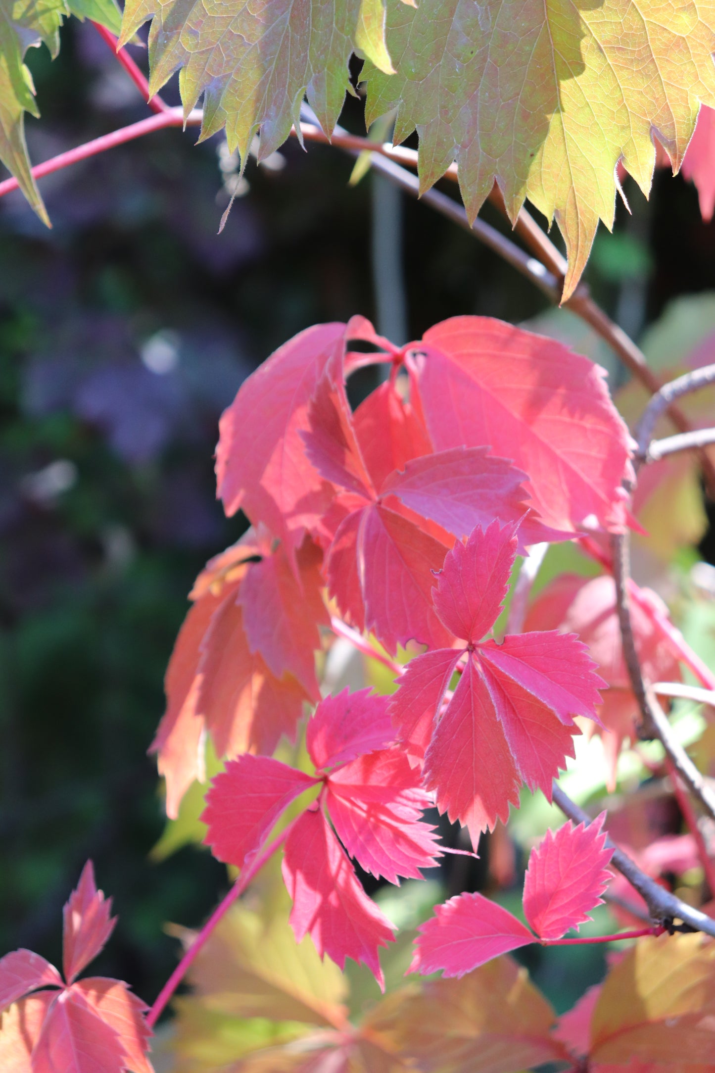 *RETAIL - Parthenocissus vitacea