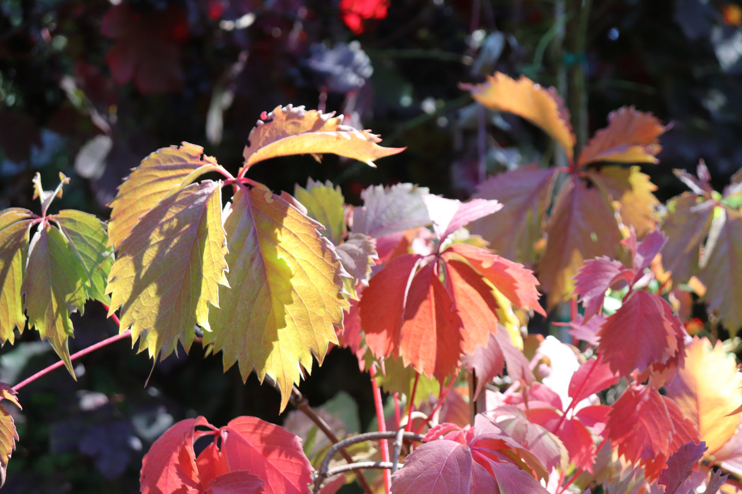 *RETAIL - Parthenocissus vitacea