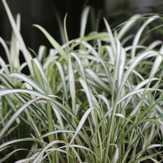 *RETAIL - Phormium cookianum 'Blondie'