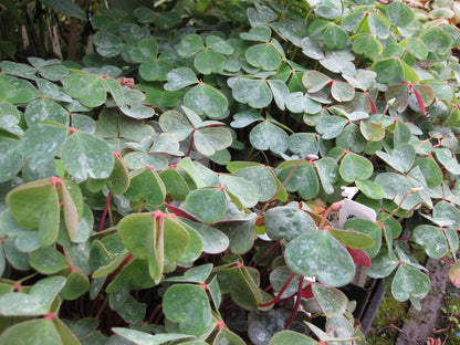 Oxalis oregana - Rowdy Creek