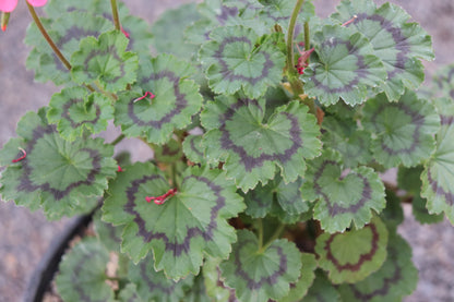 *RETAIL - Pelargonium 'Bronze Little Leaf'