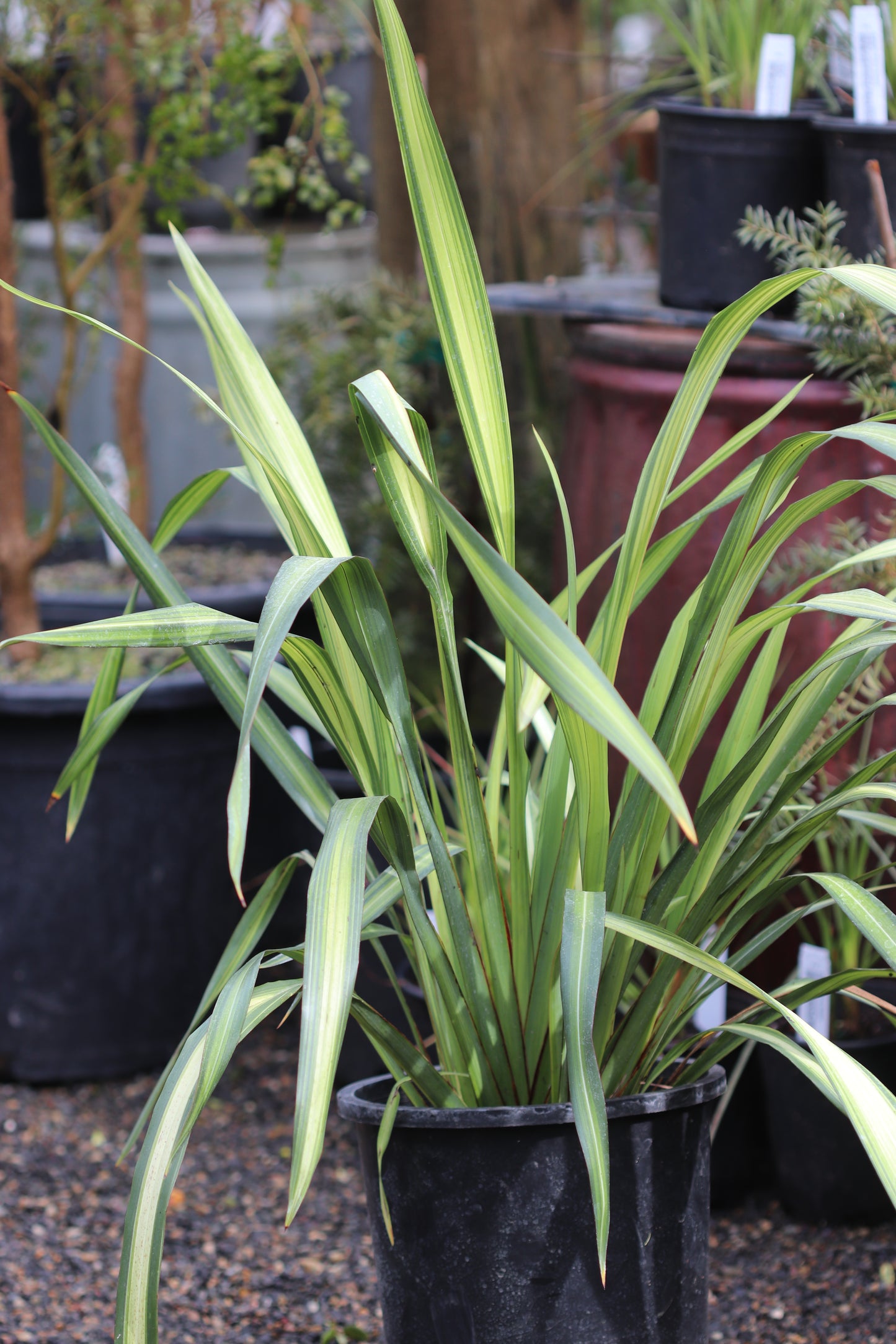 *RETAIL - Phormium 'Yellow Wave'