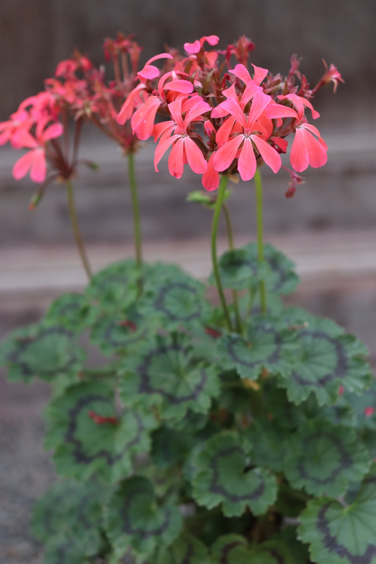 *RETAIL - Pelargonium 'Bronze Little Leaf'