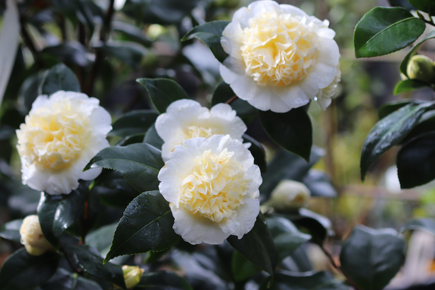 *RETAIL - Camellia x williamsii 'Jury's Yellow'