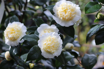 *RETAIL - Camellia x williamsii 'Jury's Yellow'