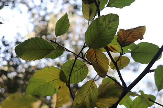 *RETAIL - Alnus rhombifolia