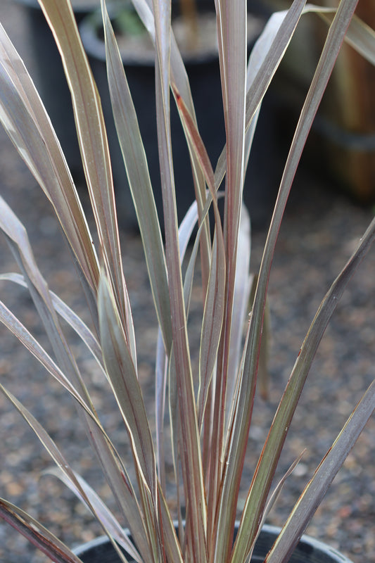 *RETAIL - Phormium 'Ed Carman'