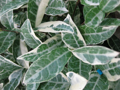 *RETAIL - Trachelospermum jasminoides 'Variegatum'