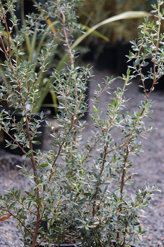 *RETAIL - Leptospermum sp. [Eugene, OR - hardy]