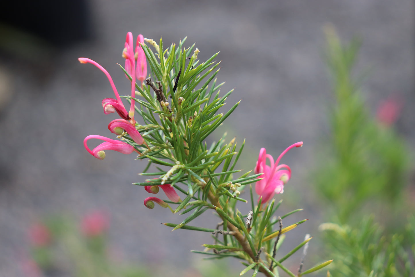 *RETAIL - Grevillea 'Pink Pearl'