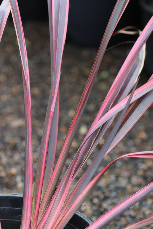 *RETAIL - Phormium tenax 'Guardsman'