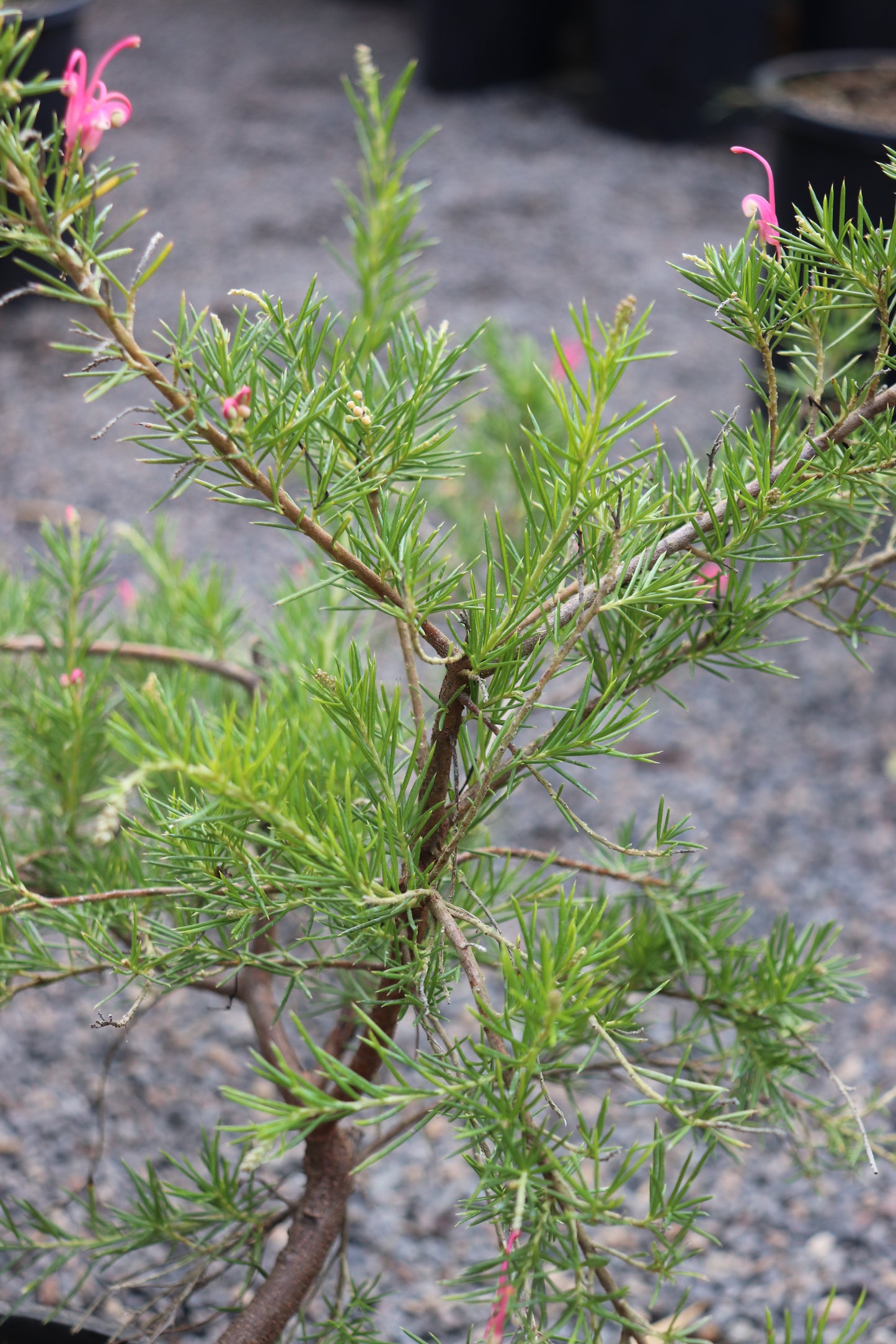 *RETAIL - Grevillea 'Pink Pearl'