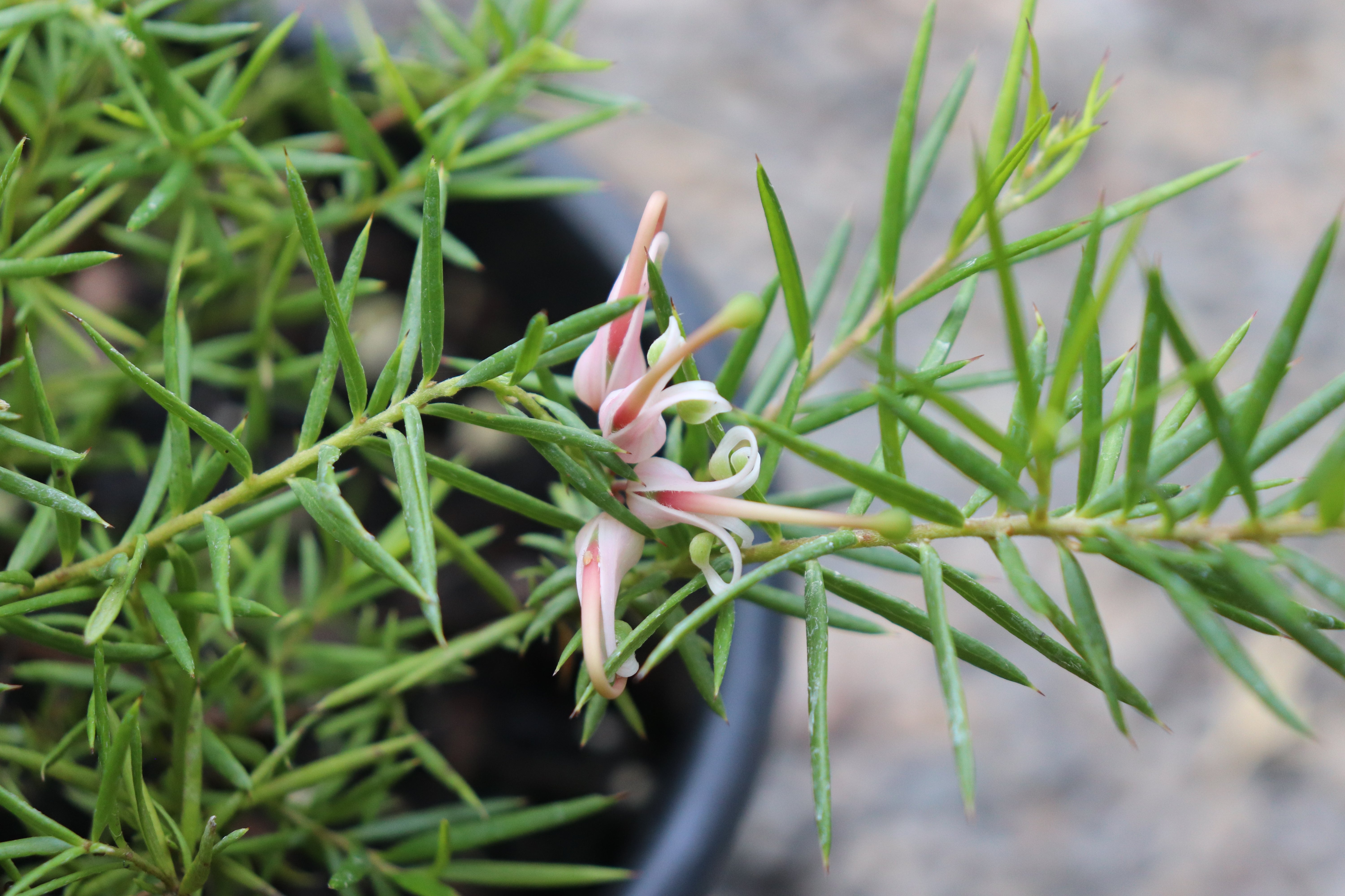 *RETAIL - Grevillea 'Pink Lady' – Cistus Nursery