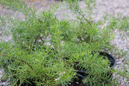 *RETAIL - Grevillea 'Pink Lady'