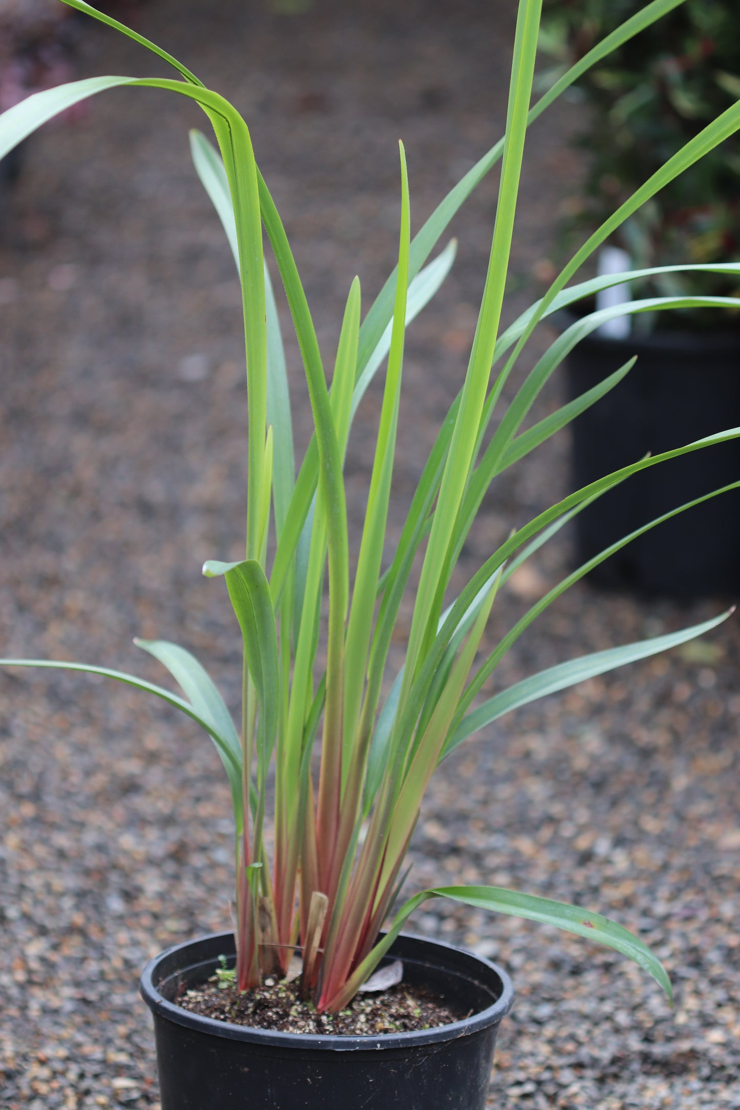 *RETAIL - Dianella tasmanica 'Ellen Smart'