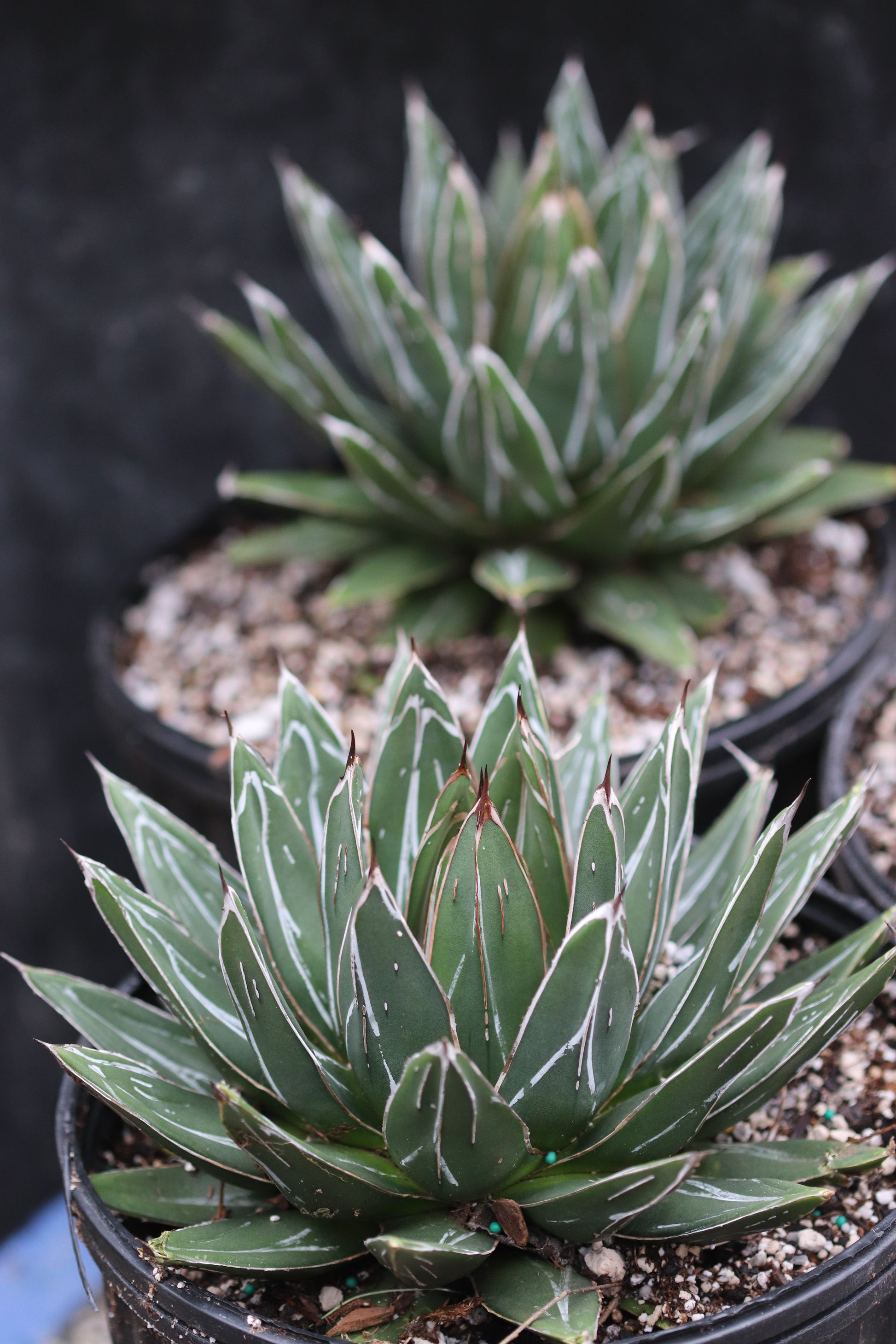 agave succulent plant RETAIL