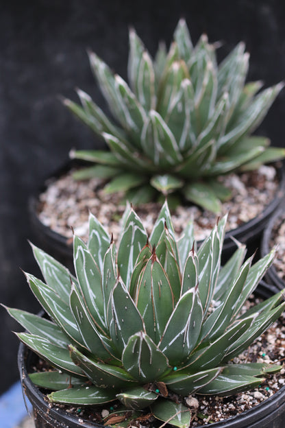 *RETAIL - Agave victoriae-reginae 'Porcupine'