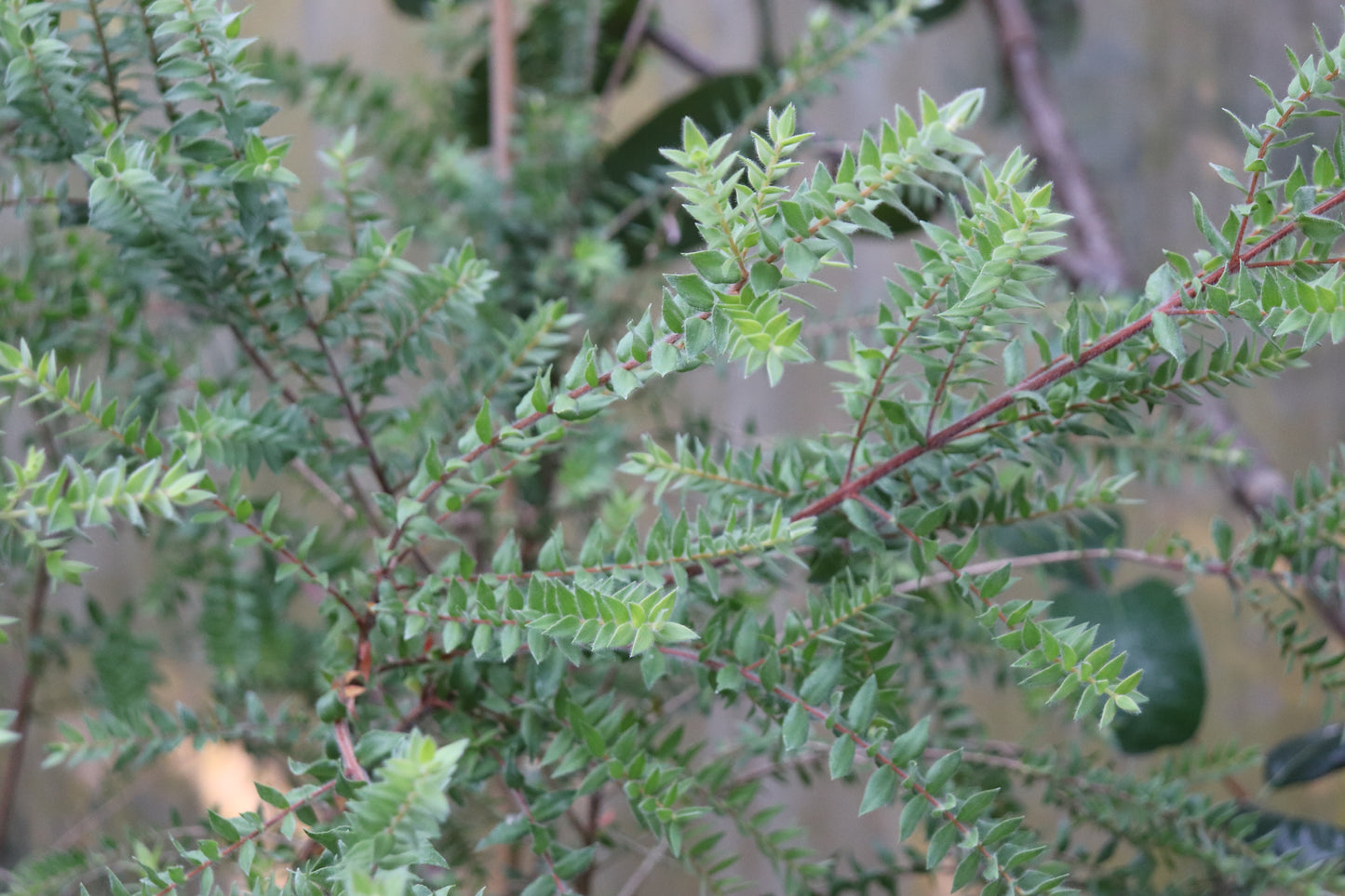 Melaleuca squarrosa