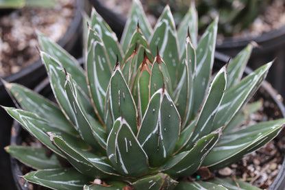 *RETAIL - Agave victoriae-reginae 'Porcupine'