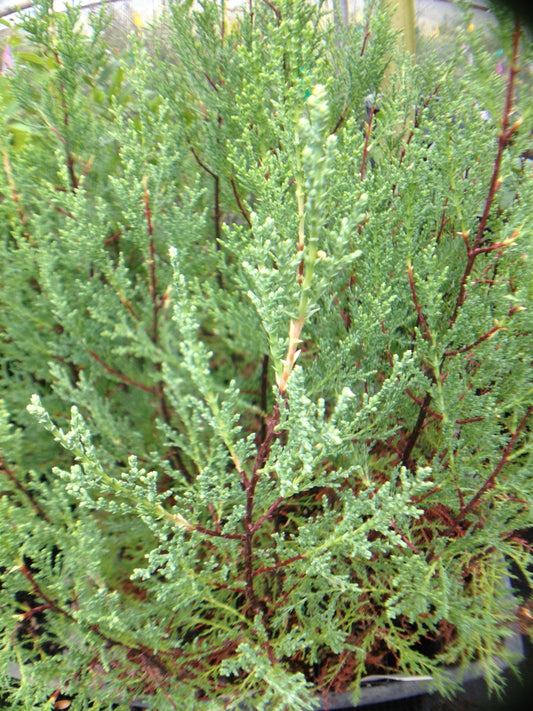 *RETAIL - Cupressus lusitanica