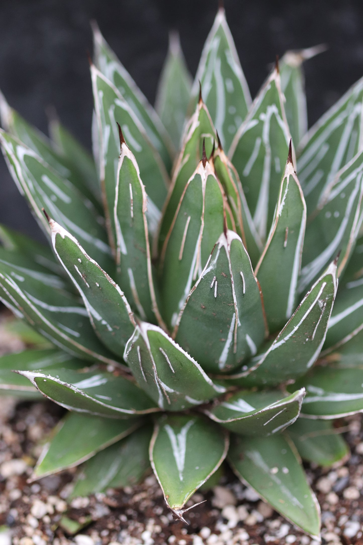 *RETAIL - Agave victoriae-reginae 'Porcupine'