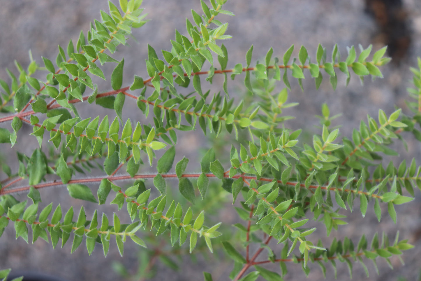 Melaleuca squarrosa