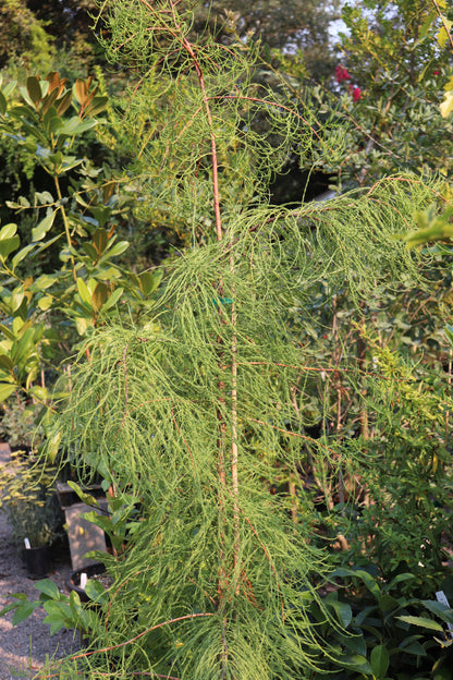 *RETAIL - Taxodium distichum var. imbricatum