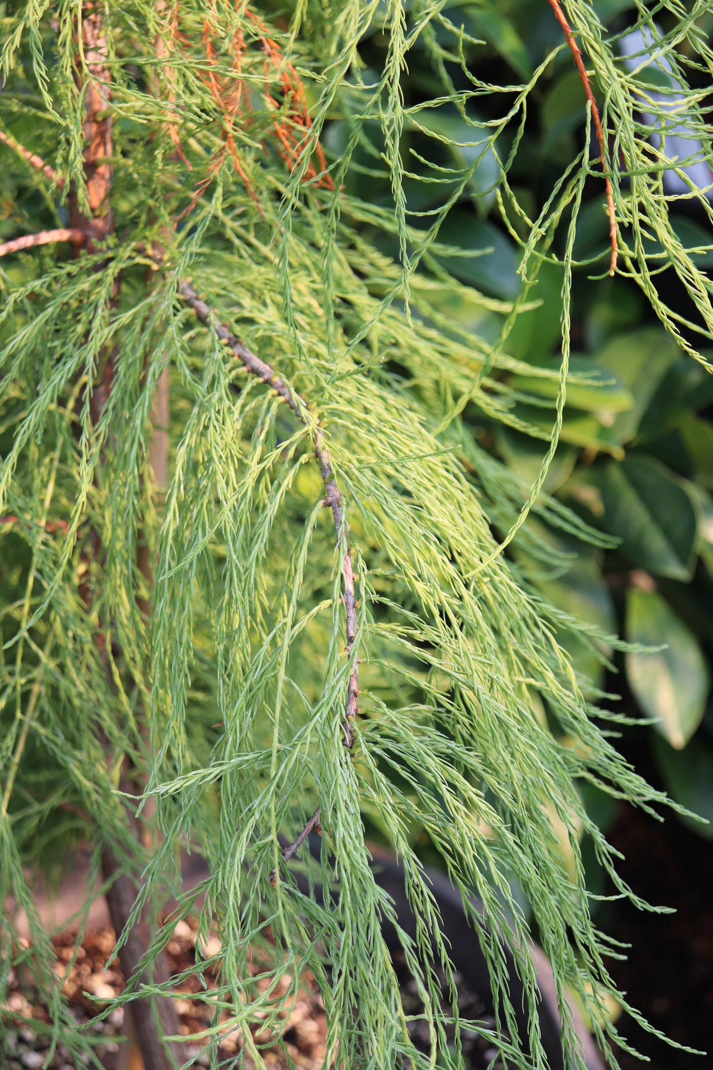 *RETAIL - Taxodium distichum var. imbricatum