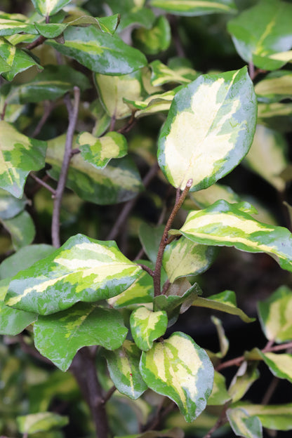 *RETAIL - Elaeagnus pungens 'Clemson Variegated'