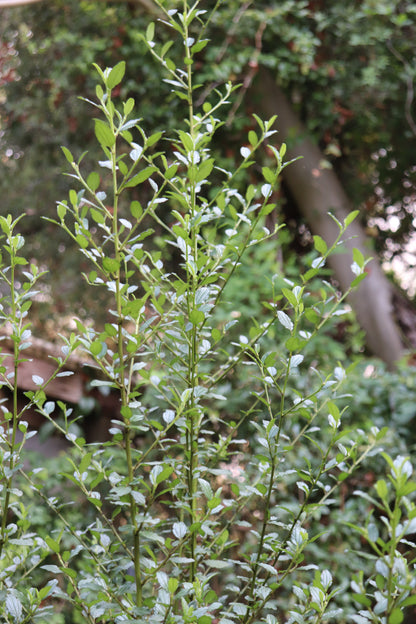 *RETAIL - Ceanothus thyrsiflorus