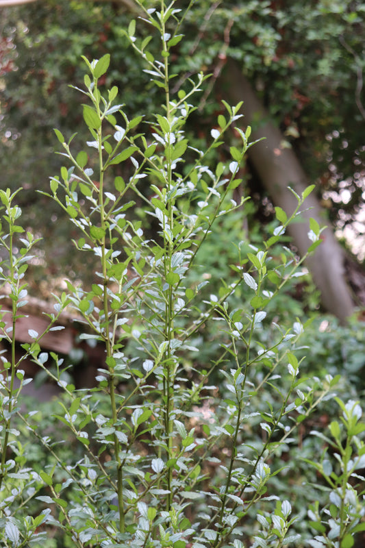 *RETAIL - Ceanothus thyrsiflorus