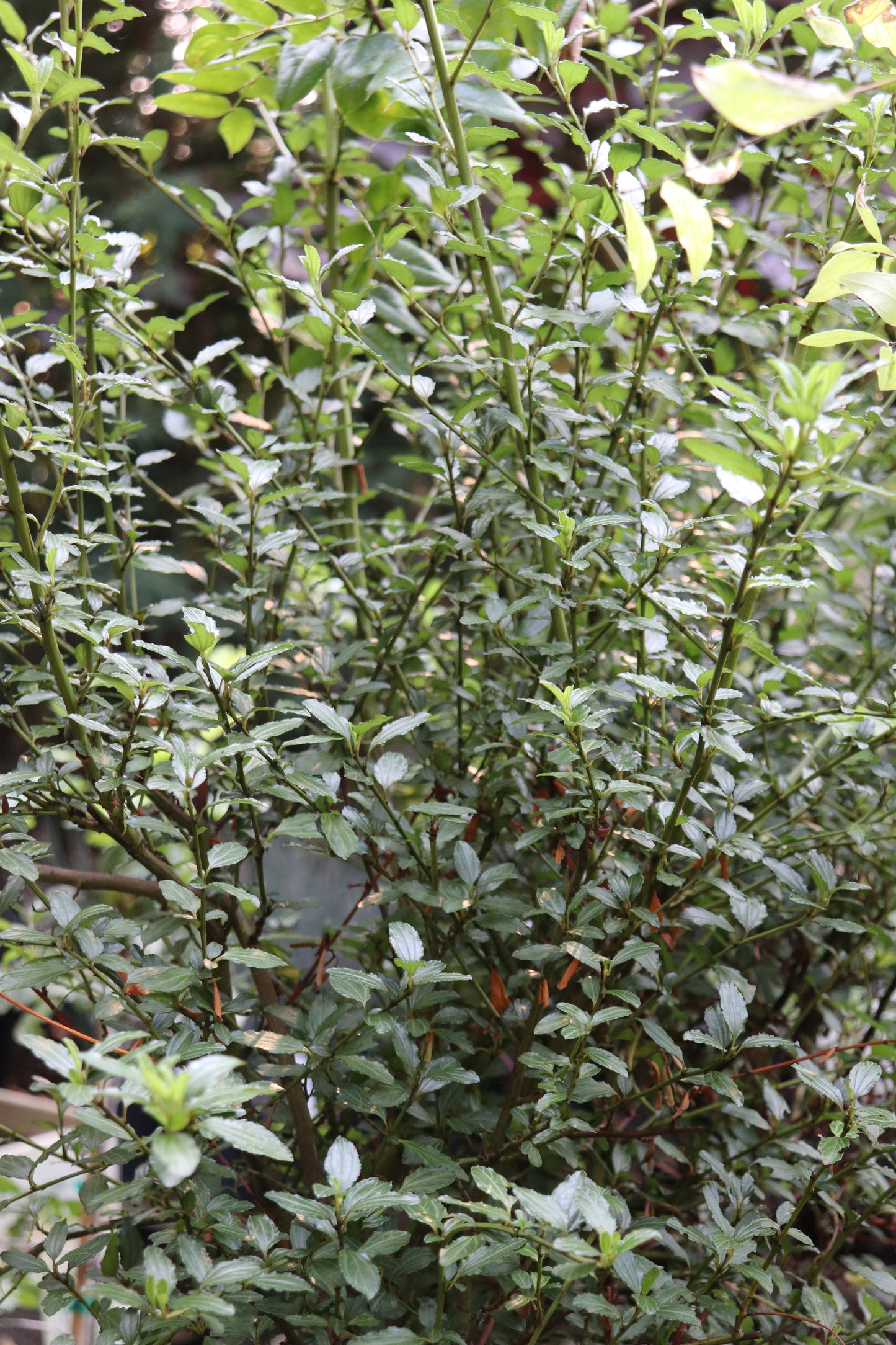 *RETAIL - Ceanothus thyrsiflorus