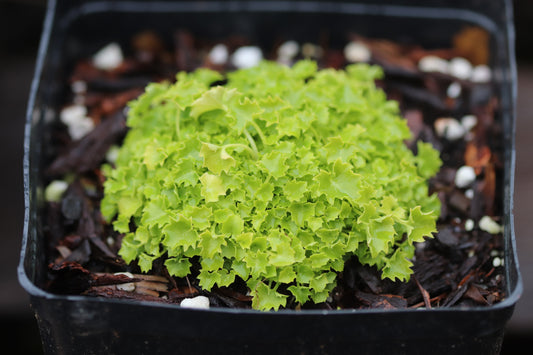 *RETAIL - Campanula garganica 'Dicksons Gold'