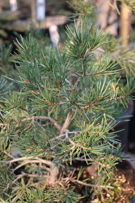 *RETAIL - Pinus monophylla