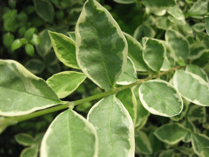 *RETAIL - Ligustrum lucidum 'Variegata'
