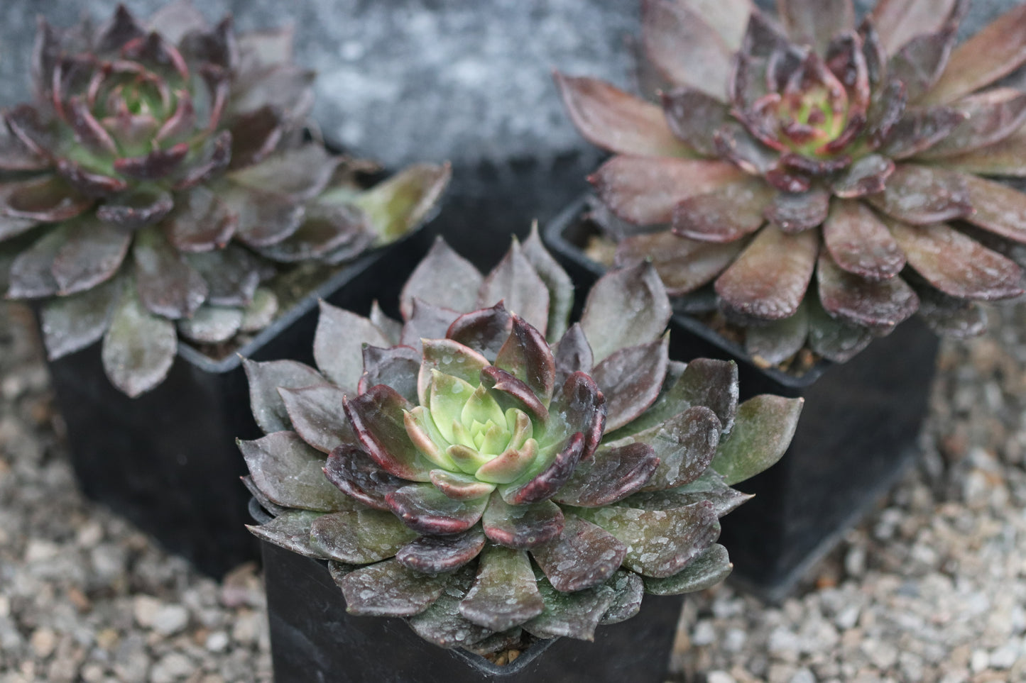 *RETAIL - Echeveria 'Black Prince'