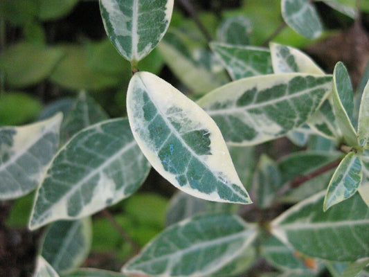 Trachelospermum asiaticum 'Chirimen'