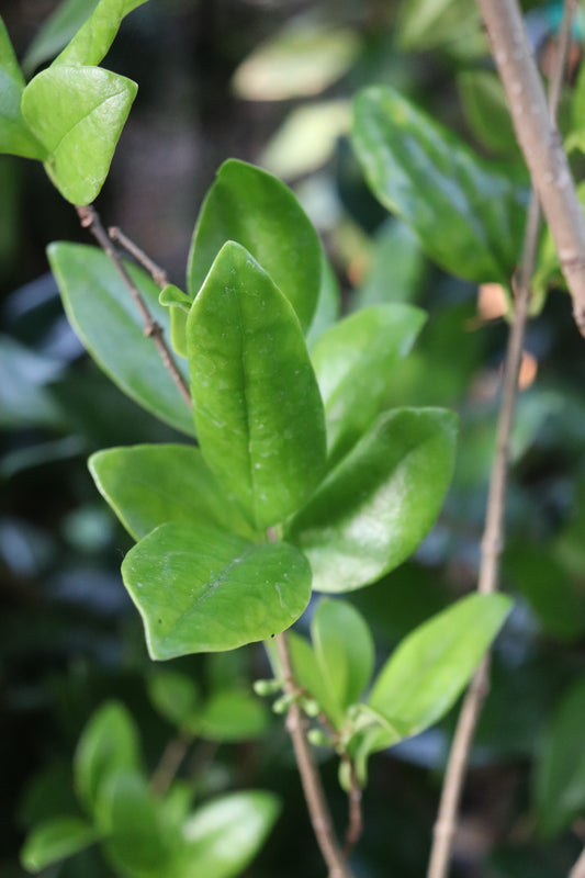 *RETAIL - Ligustrum japonicum 'Aureum'