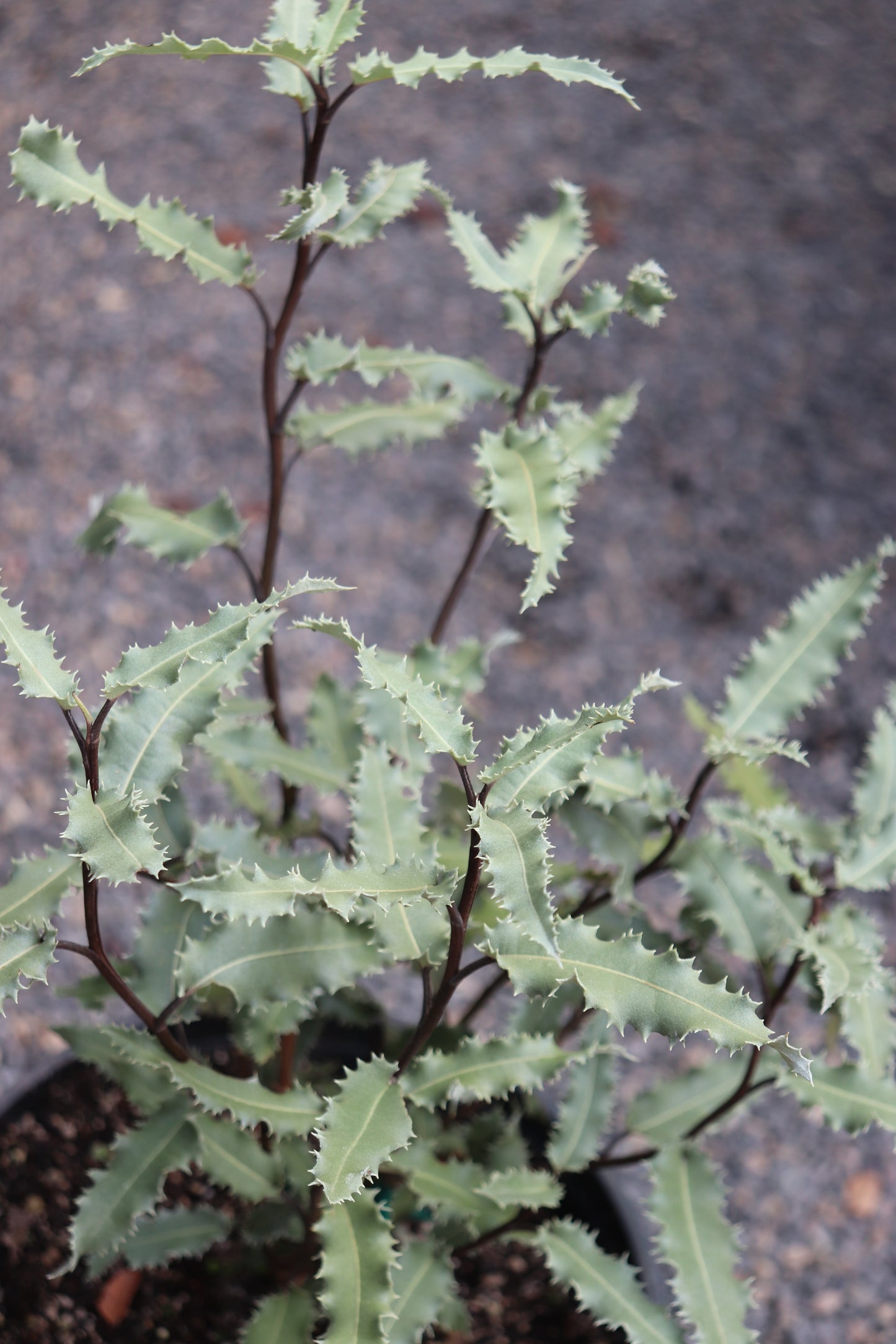 *RETAIL - Olearia ilicifolia