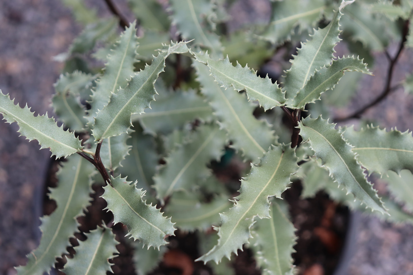 *RETAIL - Olearia ilicifolia